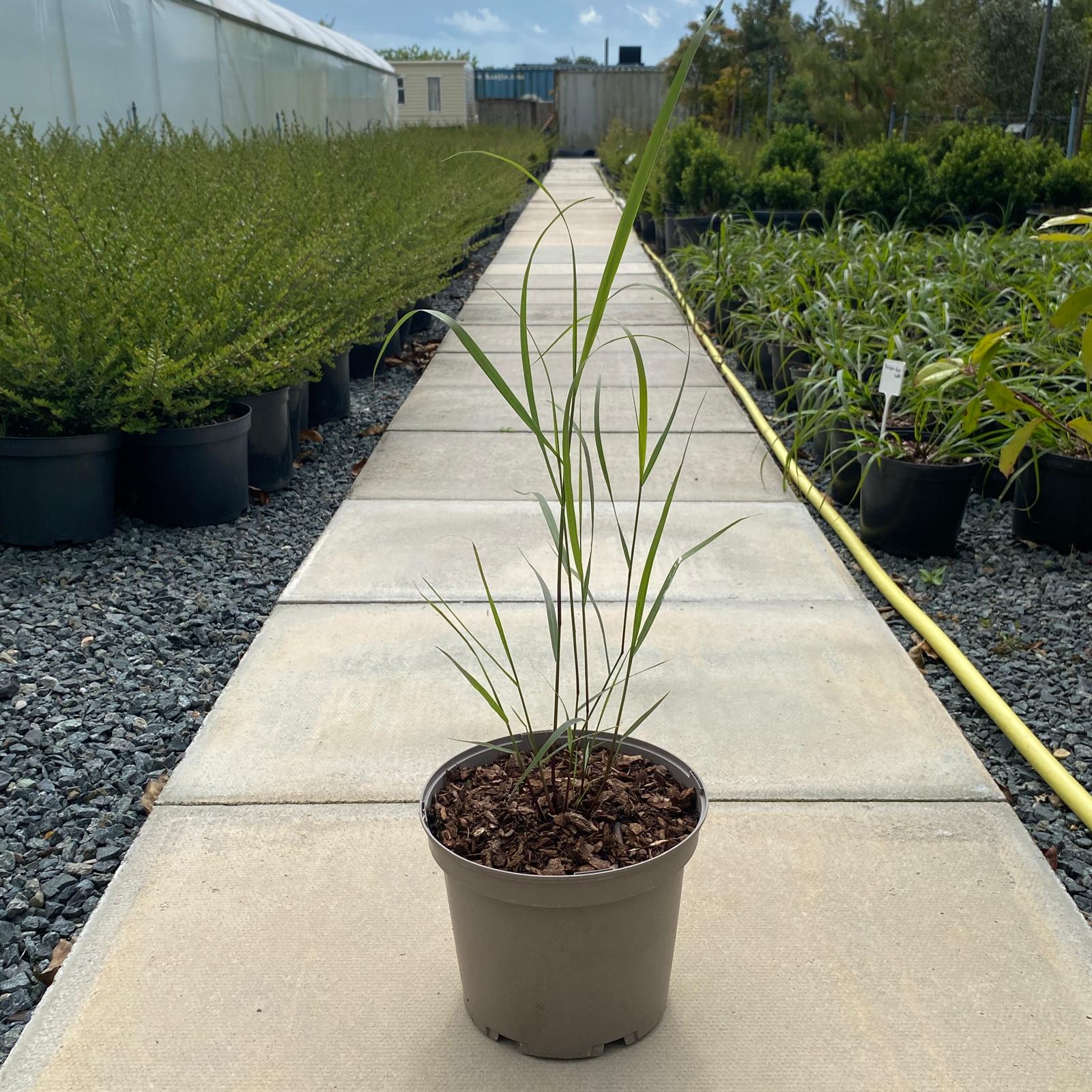 Panicum virgatum - Image 4