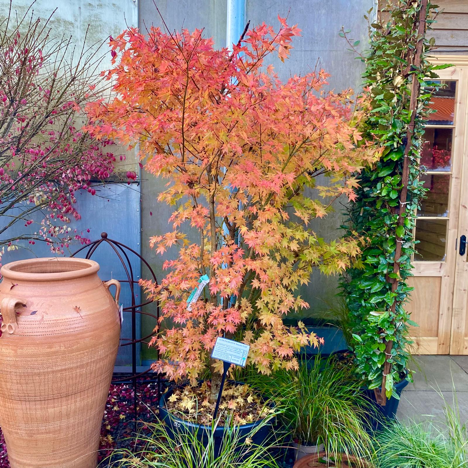 Acer palmatum 'Summer Gold' - Image 3