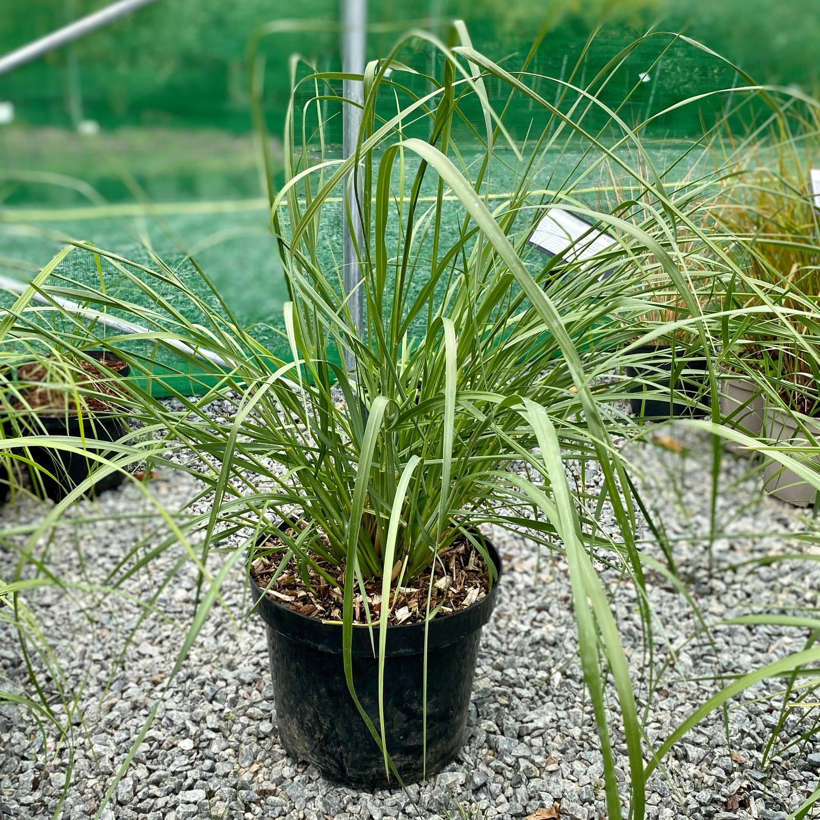 Panicum virgatum - Image 5