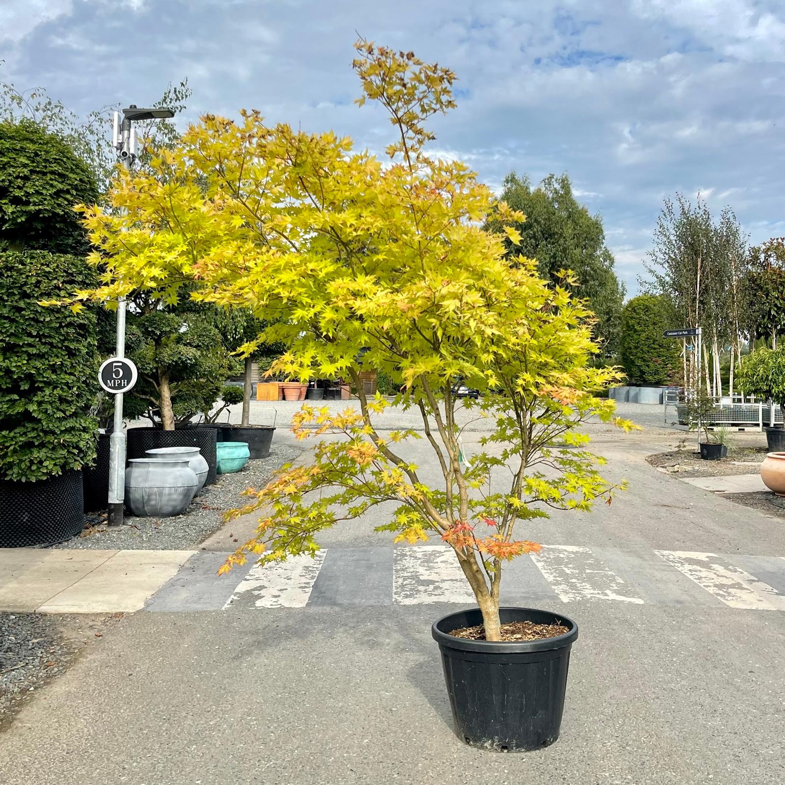 Acer palmatum 'Summer Gold' - Image 4