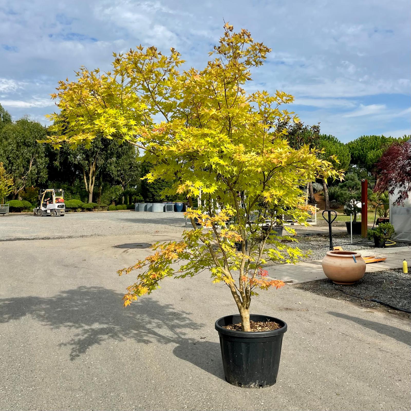 Acer palmatum 'Summer Gold' - Image 6