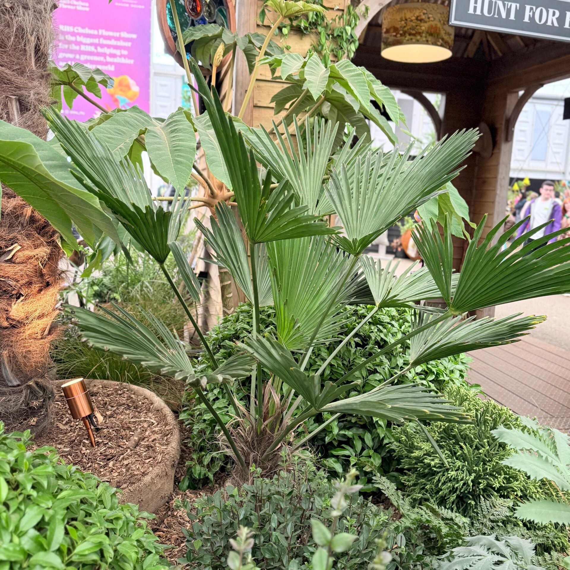 Trachycarpus wagnerianus - Image 9