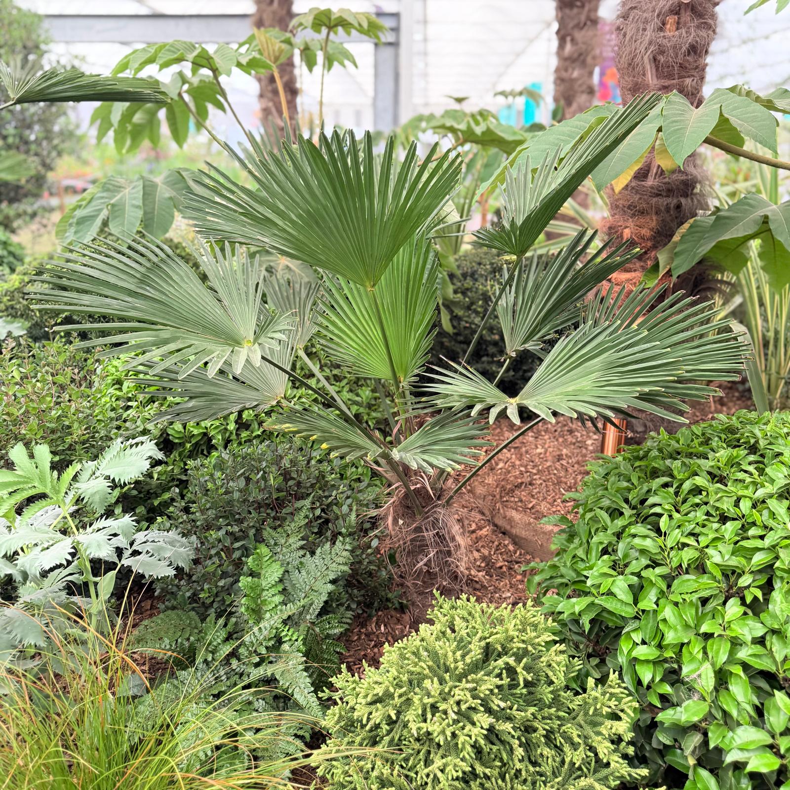 Trachycarpus wagnerianus - Image 8