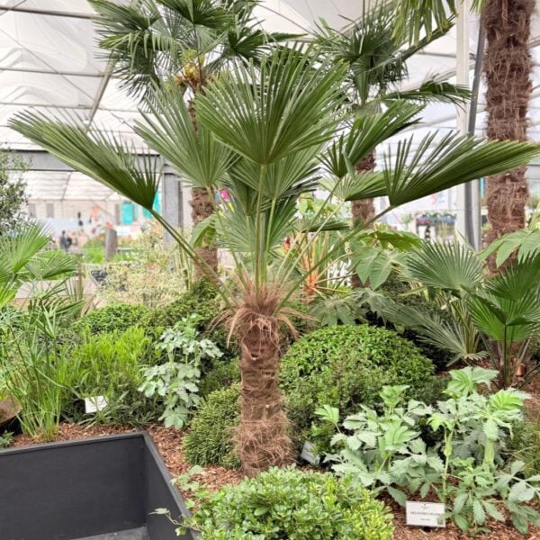 Trachycarpus wagnerianus (PH1, HGUK)