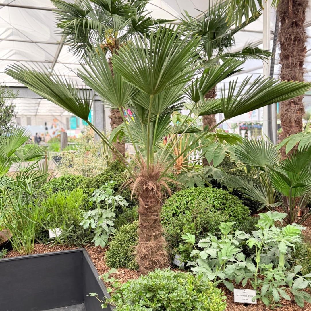 Trachycarpus wagnerianus