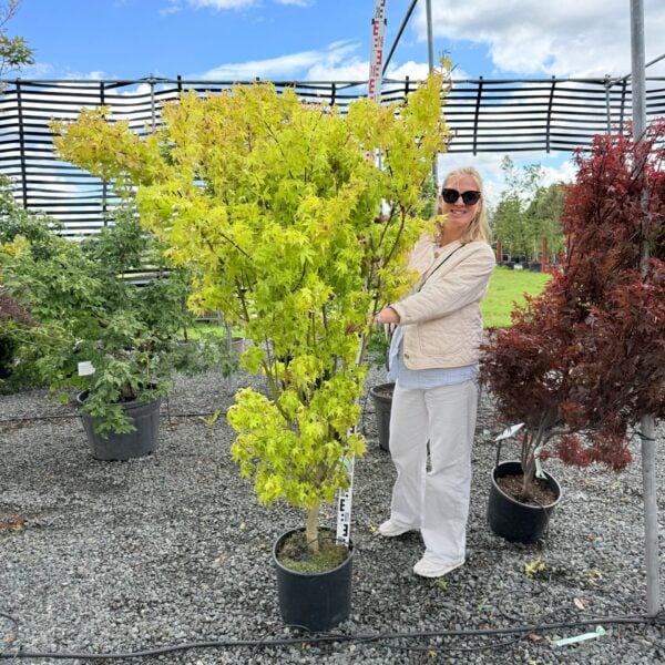 Acer palmatum 'Summer Gold' (P2)