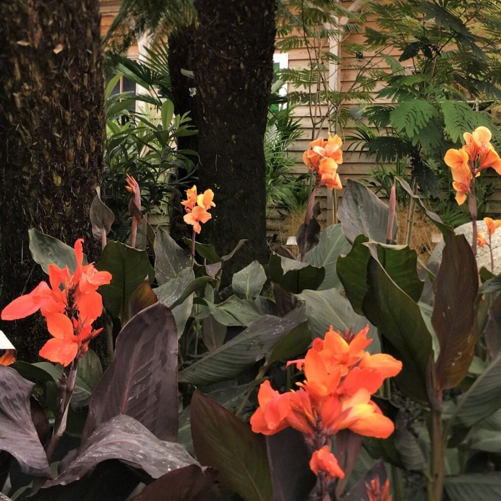 Canna durban