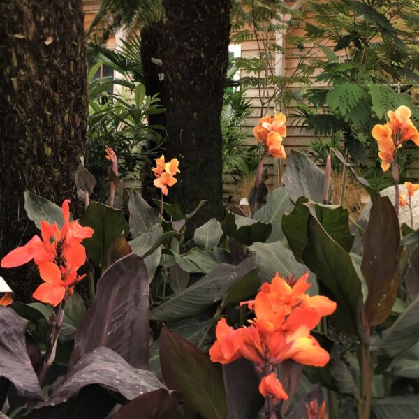 Canna durban (HGUK)