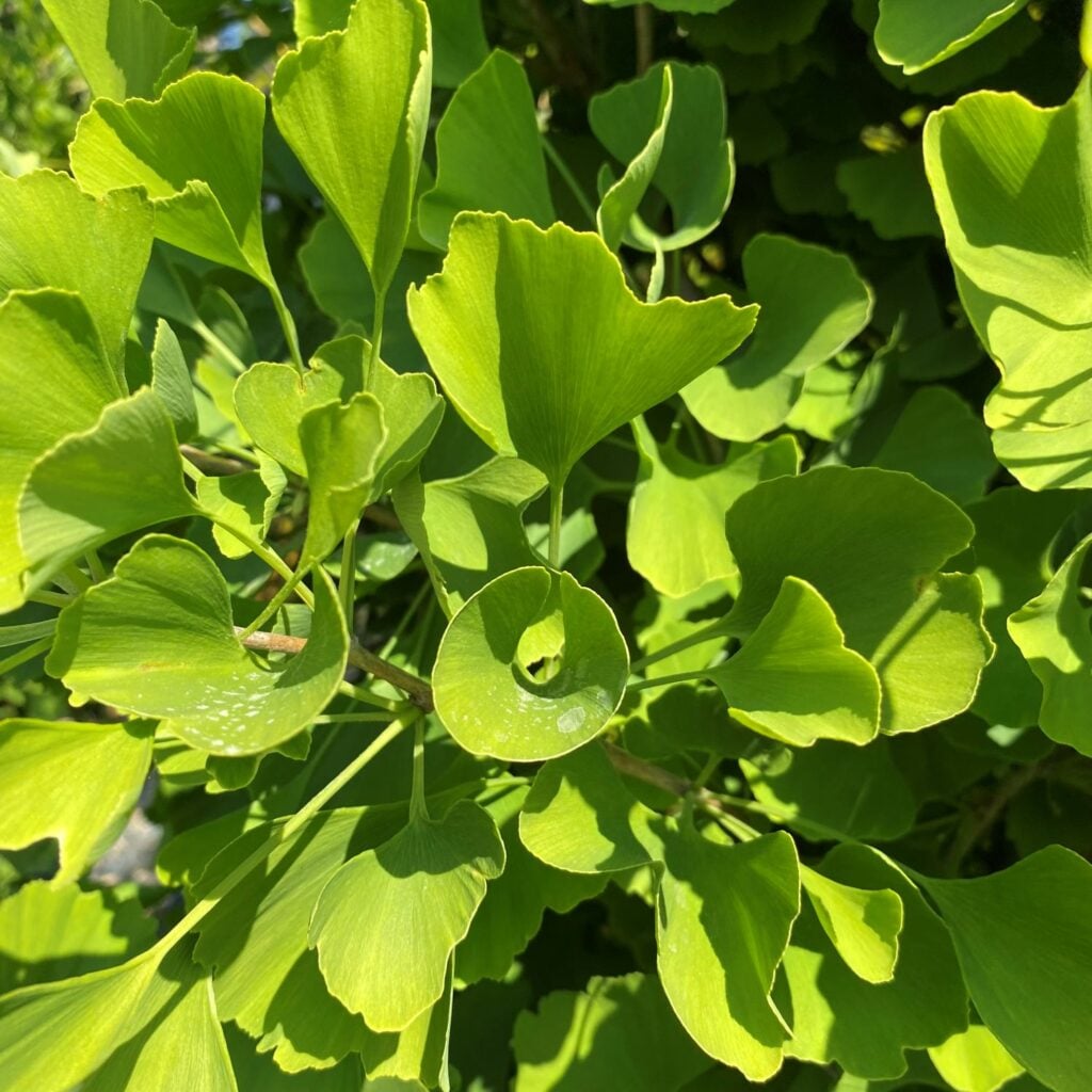 Ginkgo biloba - Niwaki