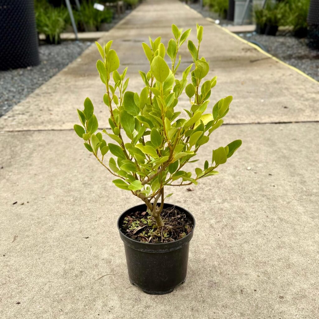 Griselinia littoralis - Image 3