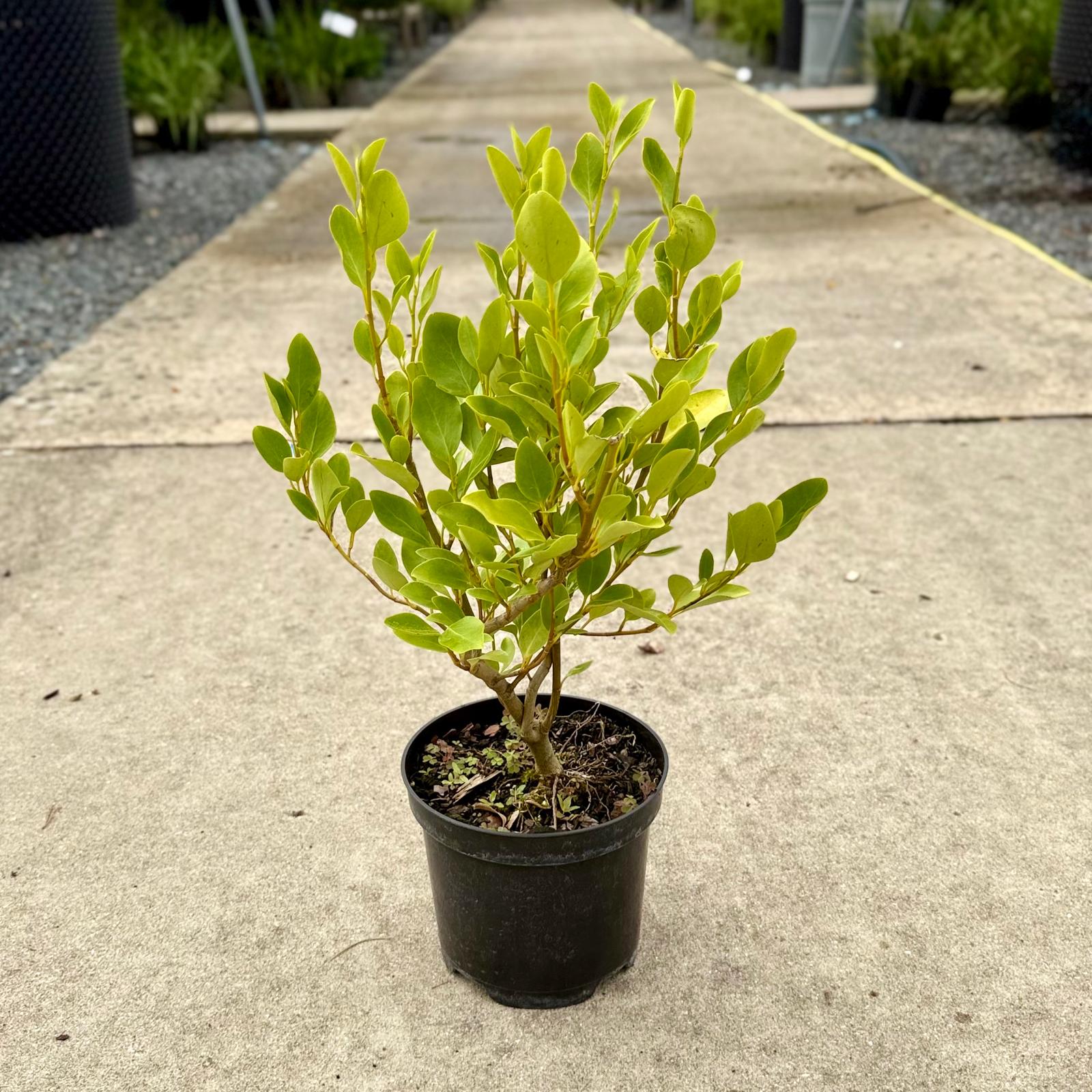 Griselinia littoralis - Image 3