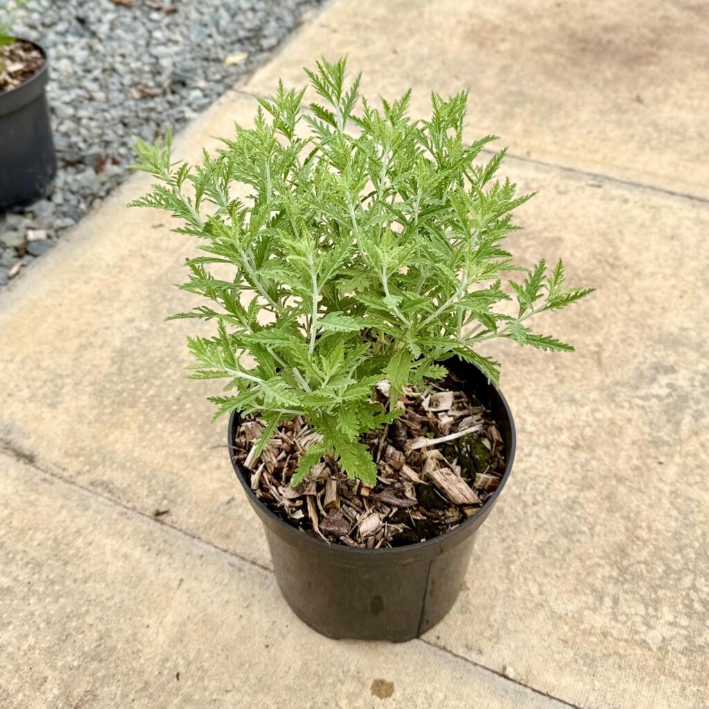 Perovskia atriplicifolia 'Blue Spire' - Image 2