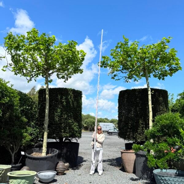 Platanus x hispanica - Table Tops (V1,INT1, CAV1)