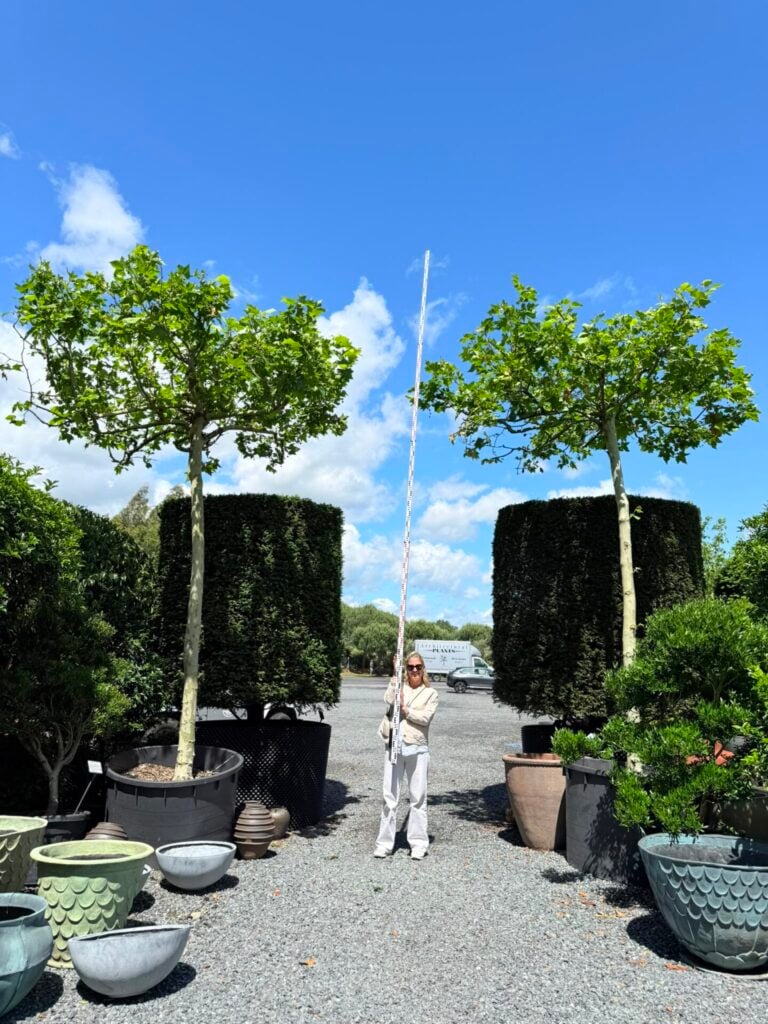 Platanus x hispanica - Table Tops
