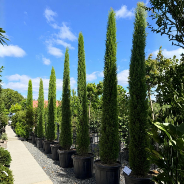 Cupressus sempervirens 'Pyramidalis' (V1, INT1,CAV1)