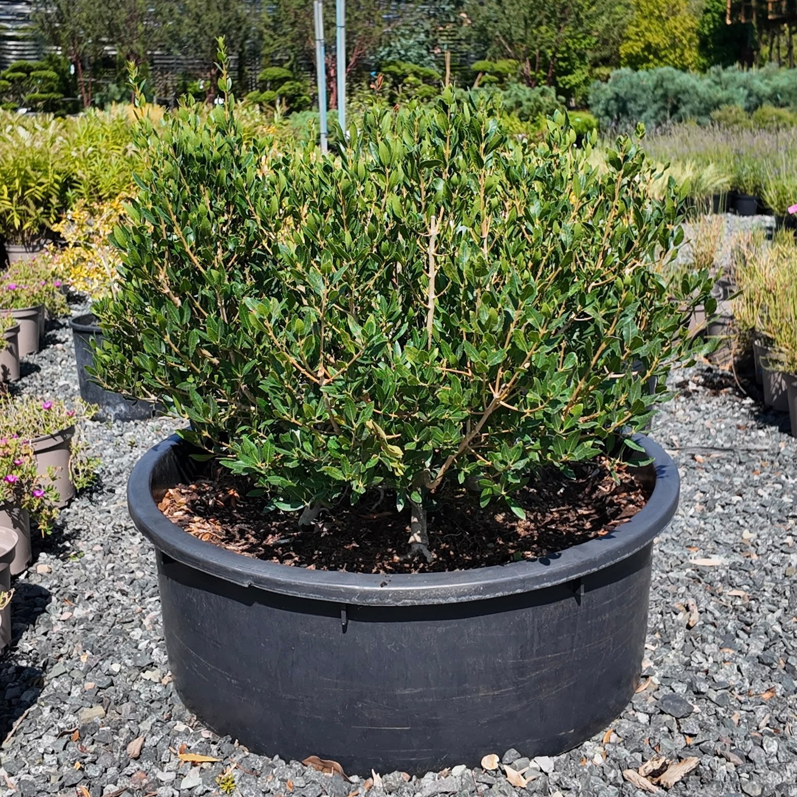 Phillyrea latifolia - Pillows - Image 2