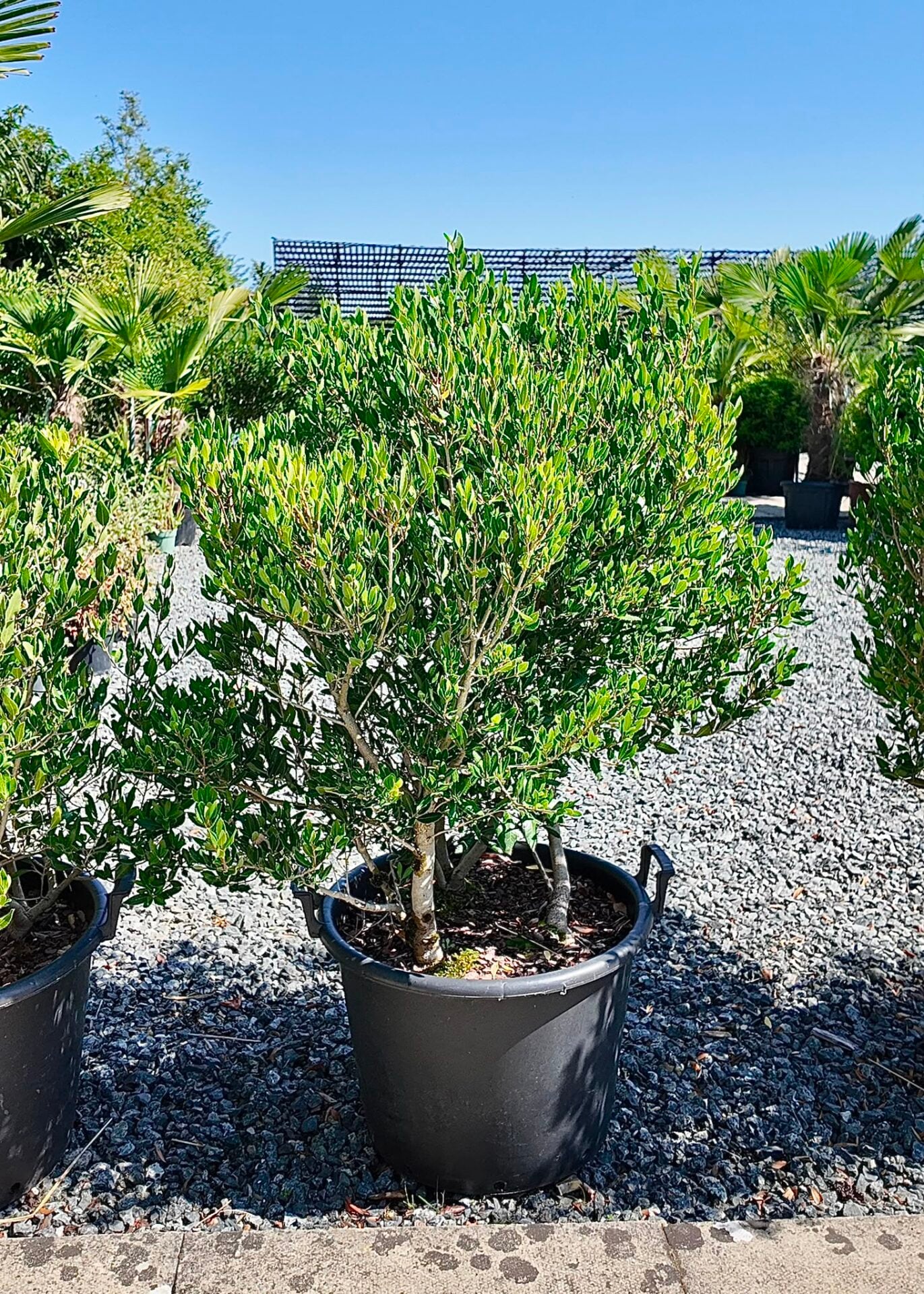 Phillyrea Latifolia - Multi Stem - Image 2