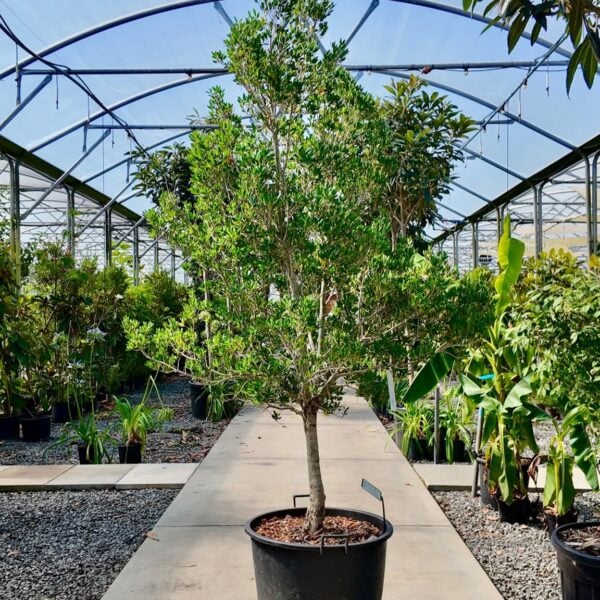Phillyrea latifolia - Standards (HGUK)
