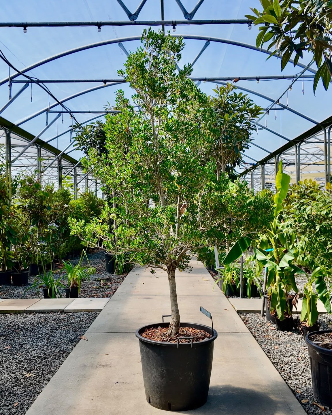 Phillyrea latifolia - Standards