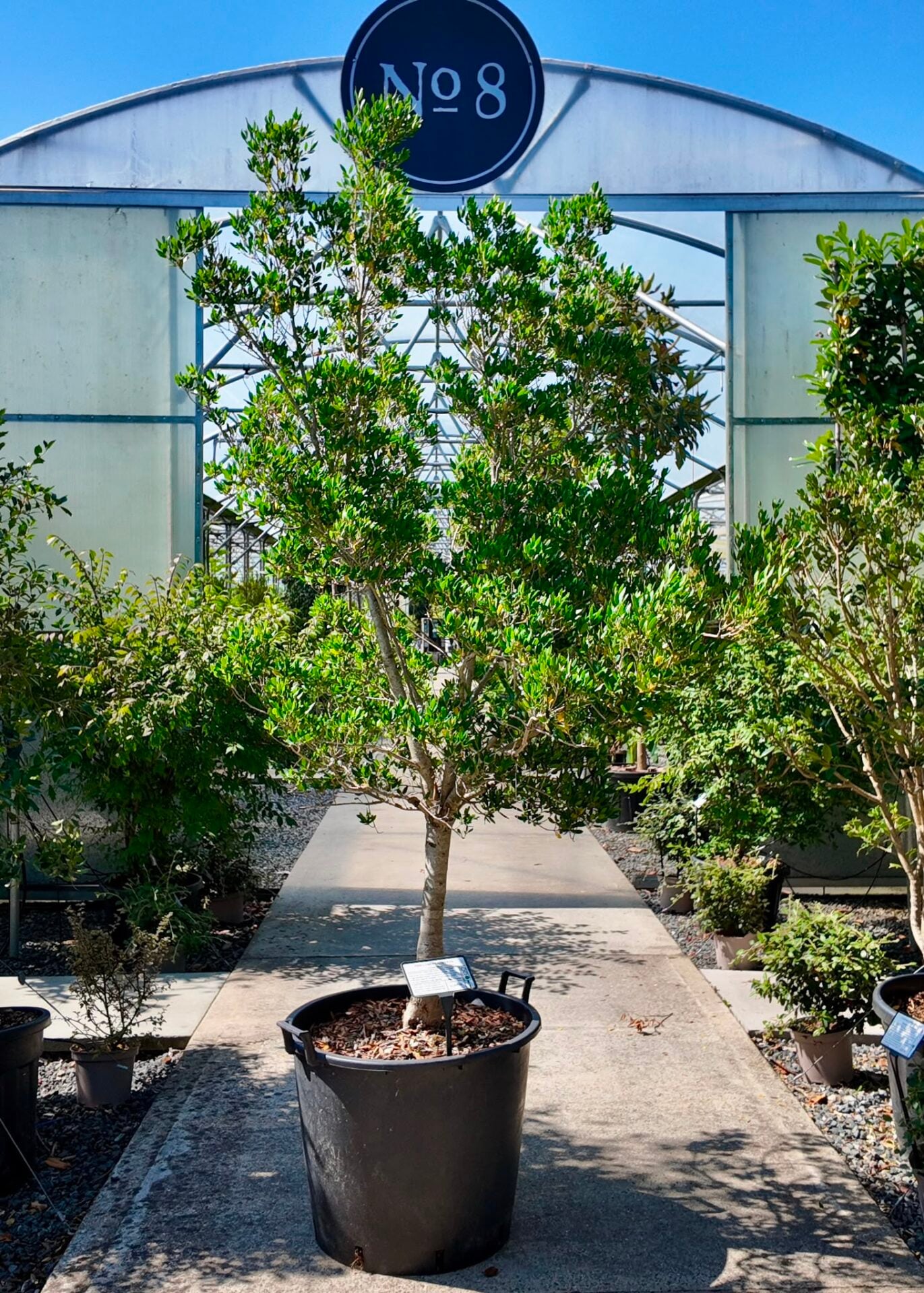 Phillyrea latifolia - Standards - Image 8