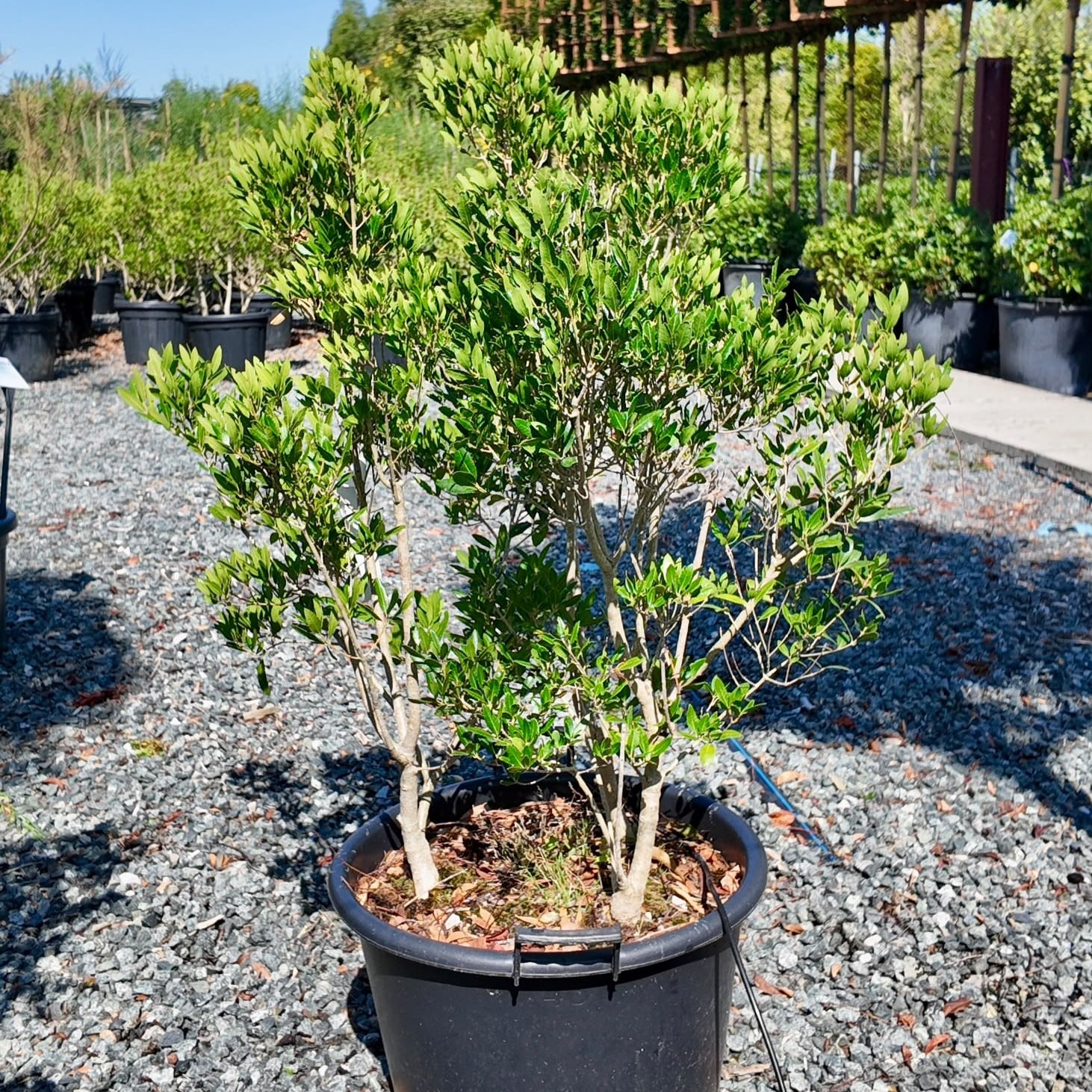 Phillyrea Latifolia - Multi Stem