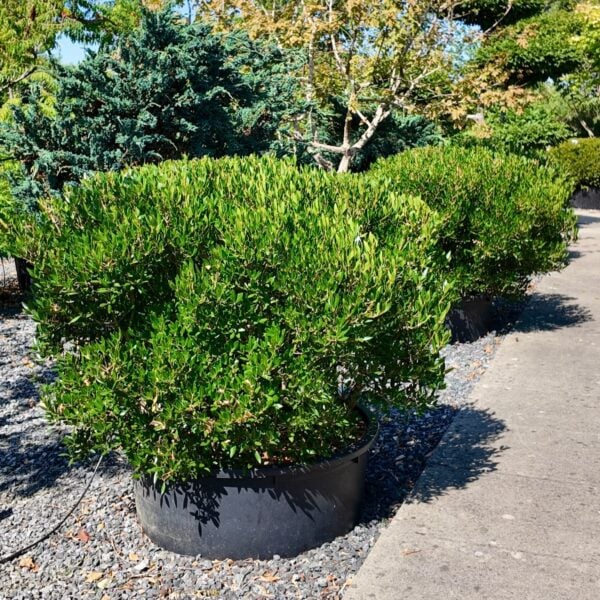 Phillyrea latifolia - Niwaki and Clouds (HG) - 45L (H1-1.2m, W60-80cm)