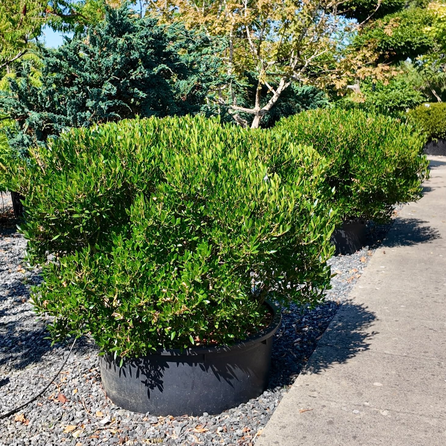 Phillyrea latifolia - Pillows