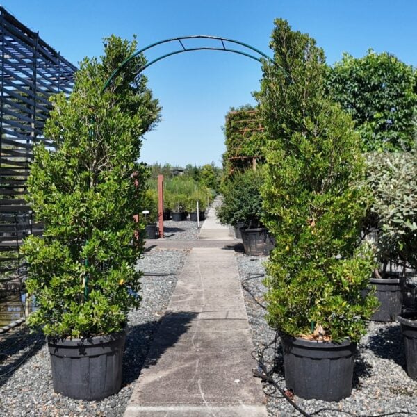 Phillyrea latifolia - Bushes (HGUK)