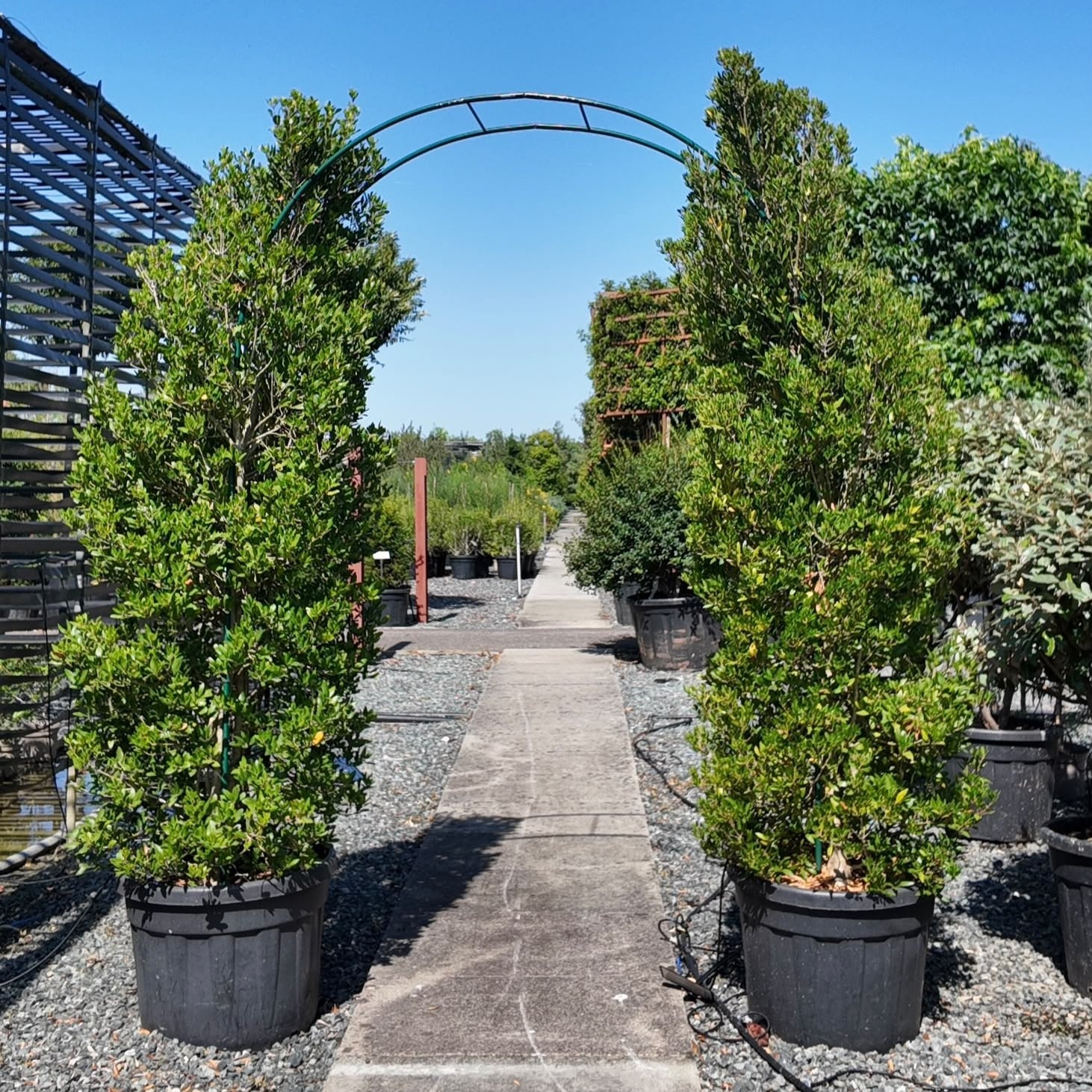 Phillyrea latifolia - Arches