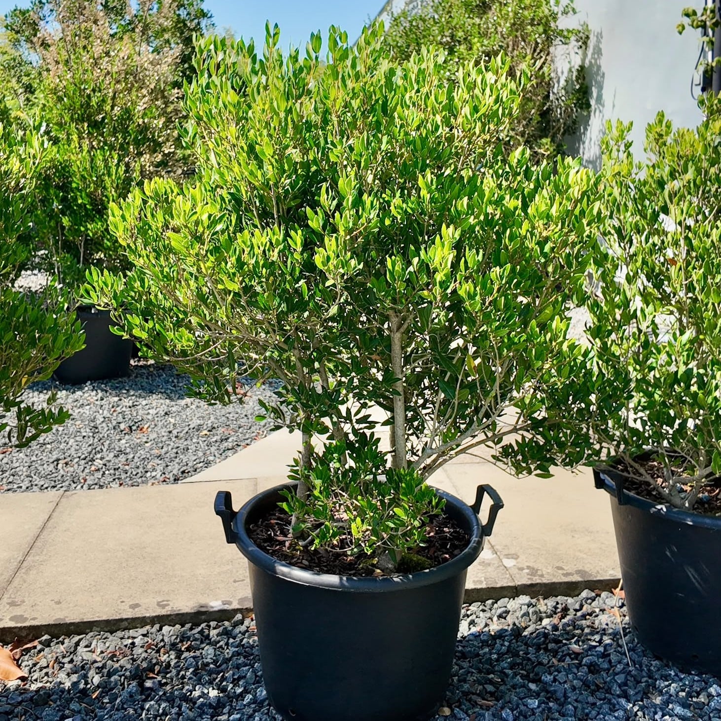 Phillyrea Latifolia - Multi Stem - Image 3