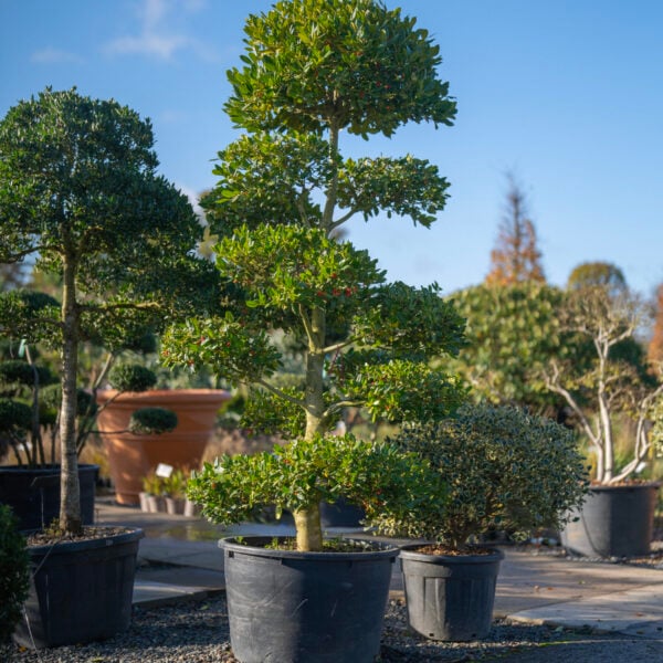 Ilex aquifolium - Topiary (ME1)