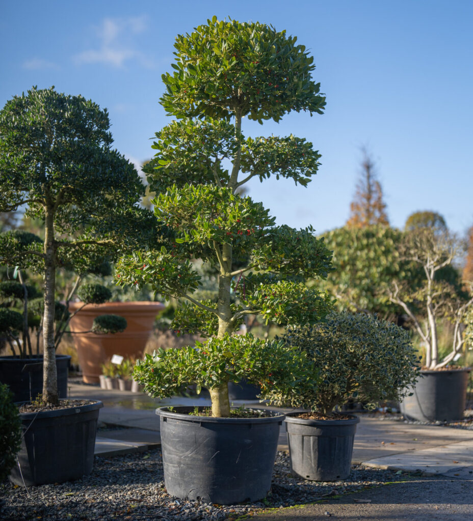 Ilex aquifolium - Topiary