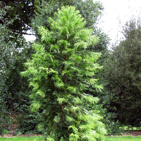 Wollemia nobilis