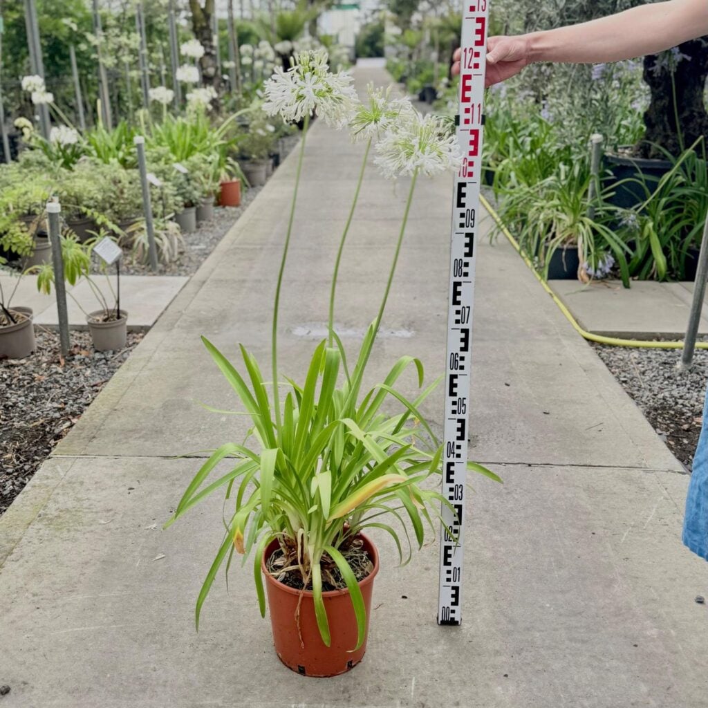 Agapanthus africanus white - Image 2