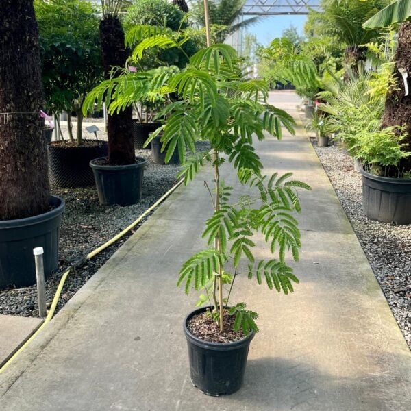 Albizia julibrissin 'Rosea'  (HG)