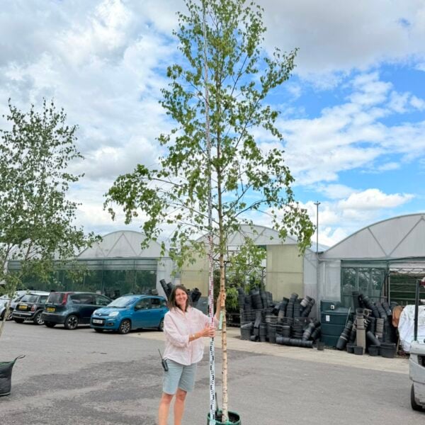 Betula pendula - Single Stems (J1, HG1)