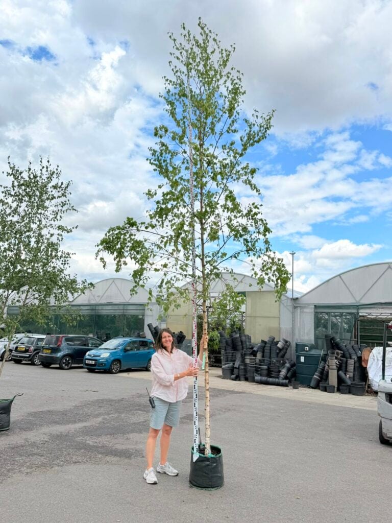 Betula pendula - Single Stems