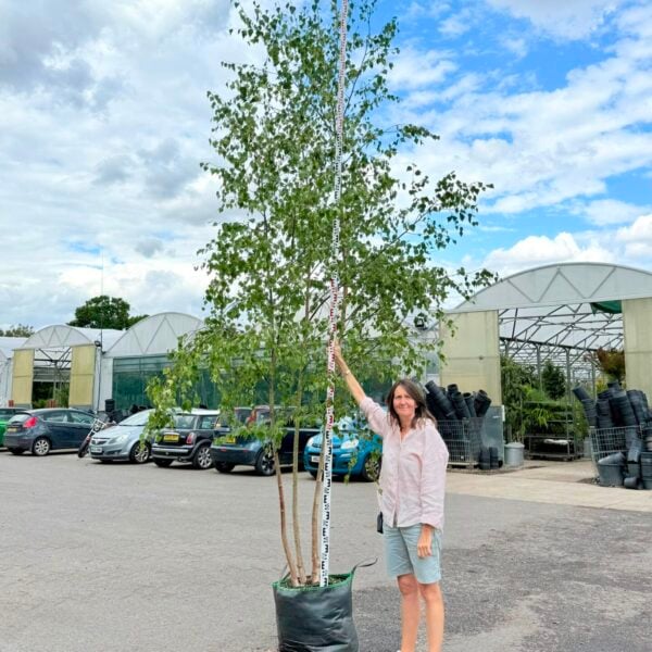 Betula pendula - Multi Stems (J1, HG1)