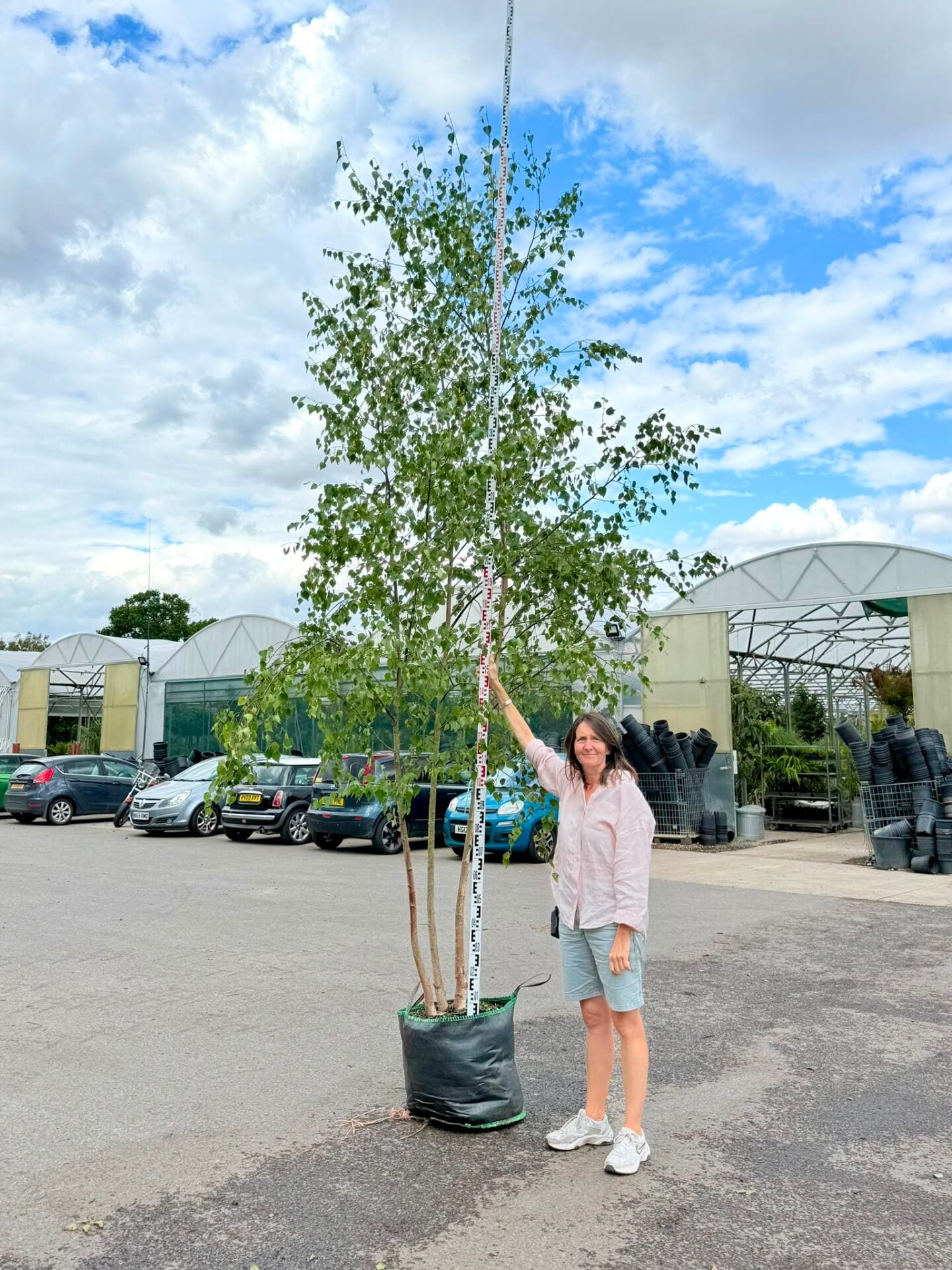 Betula pendula - Multi Stems