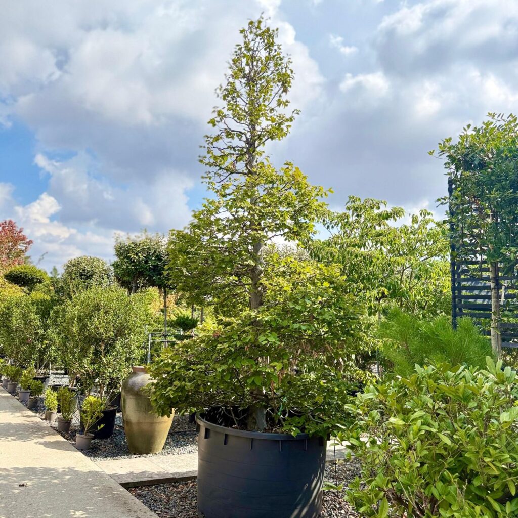 Carpinus betulus - Topiary - Image 3