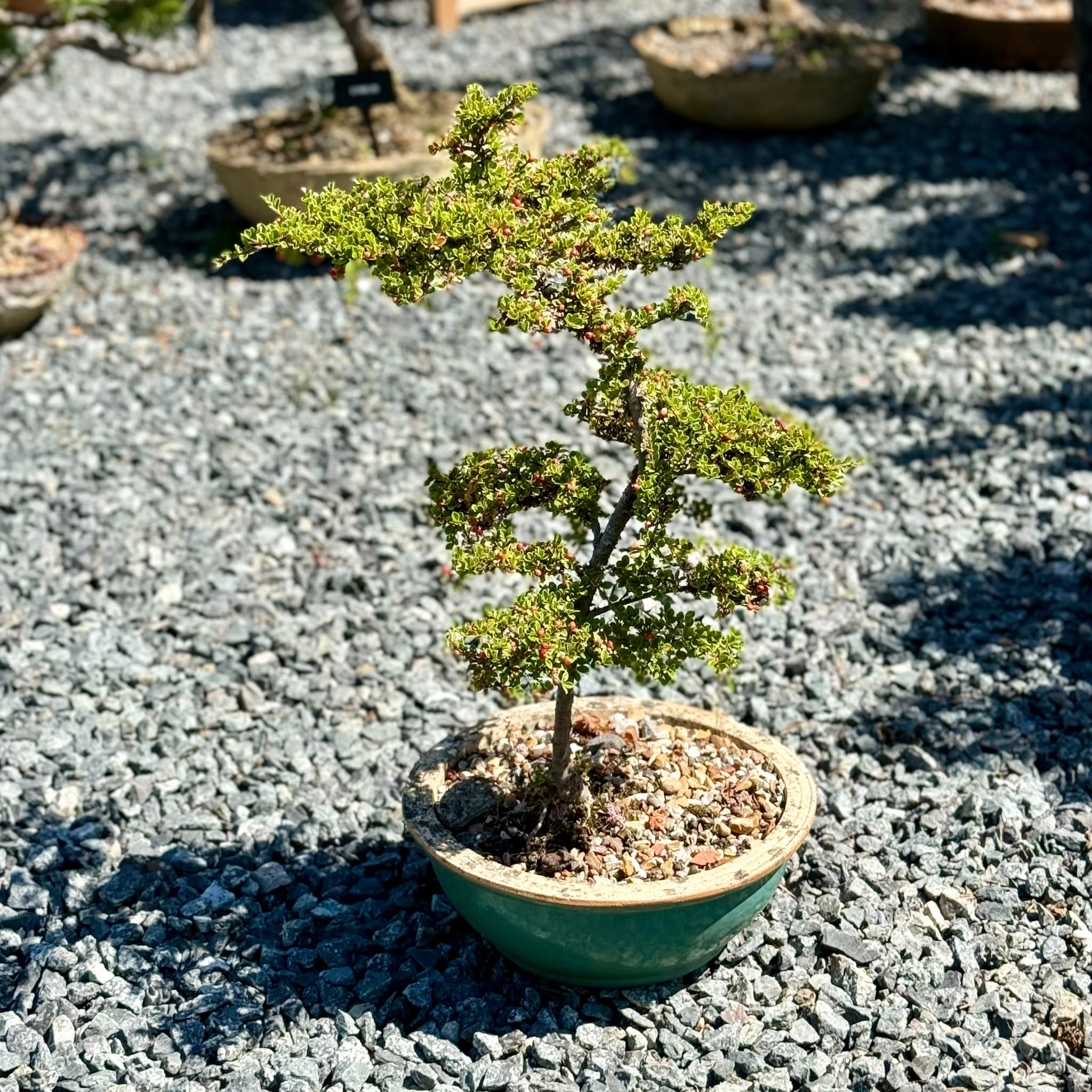 Cotoneaster Bonsai Collection - Image 7