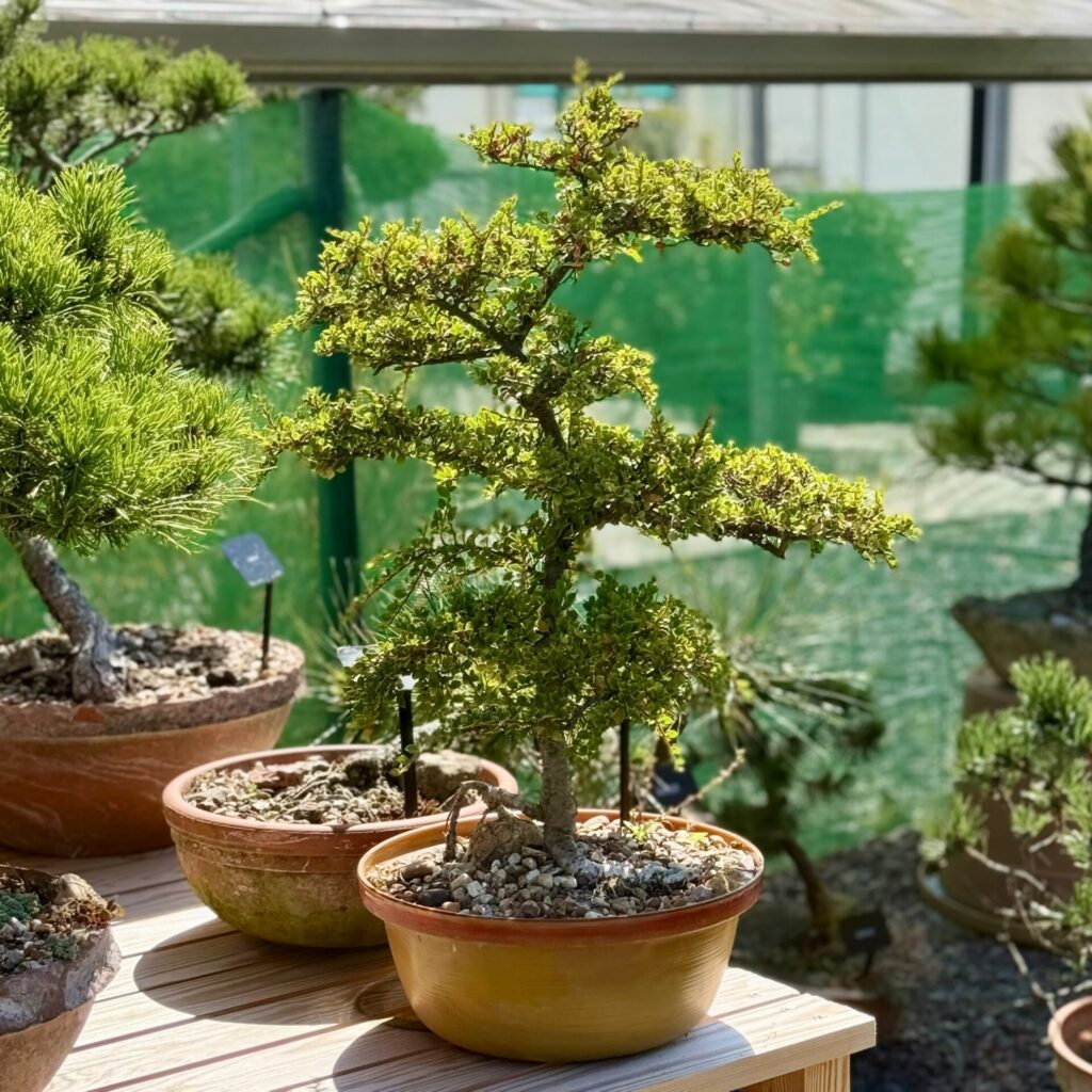 Cotoneaster Bonsai Collection - Image 8