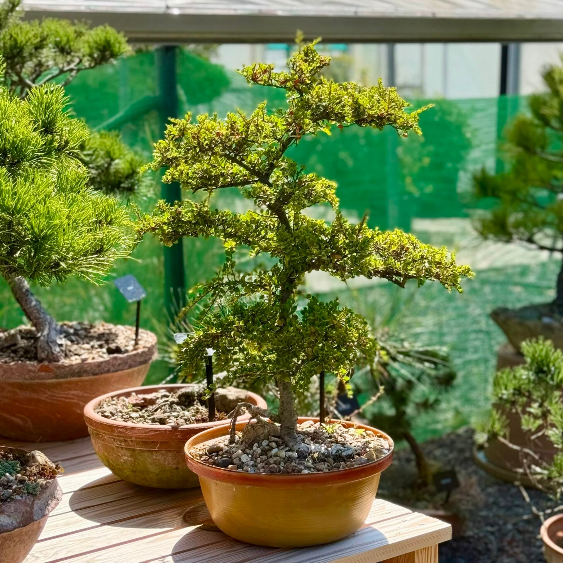 Cotoneaster Bonsai Collection - Image 8