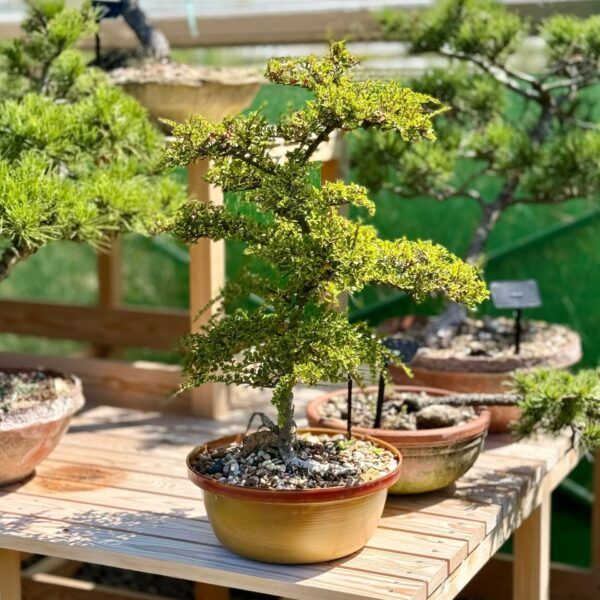 Cotoneaster Bonsai Collection