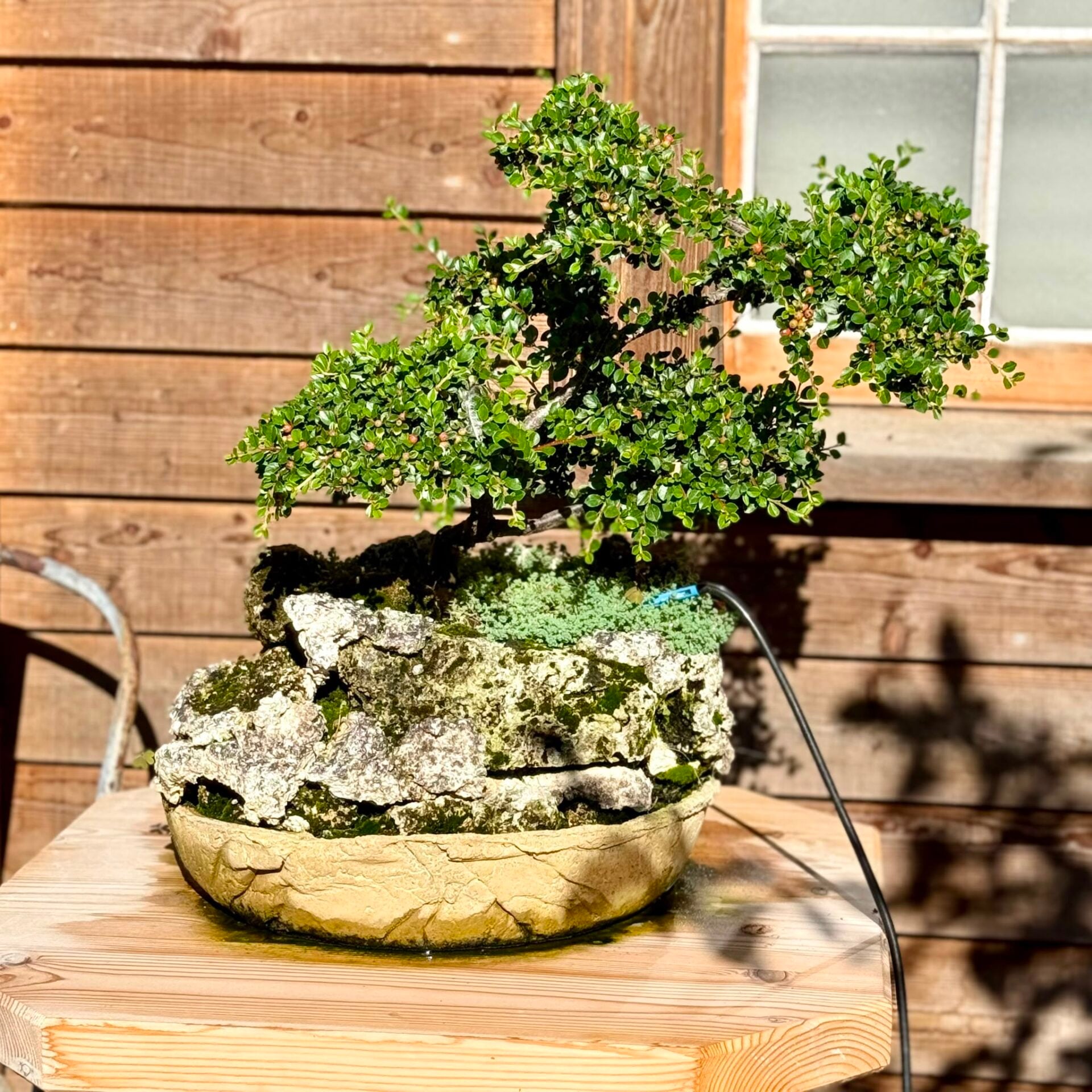 Cotoneaster Bonsai Collection - Image 3