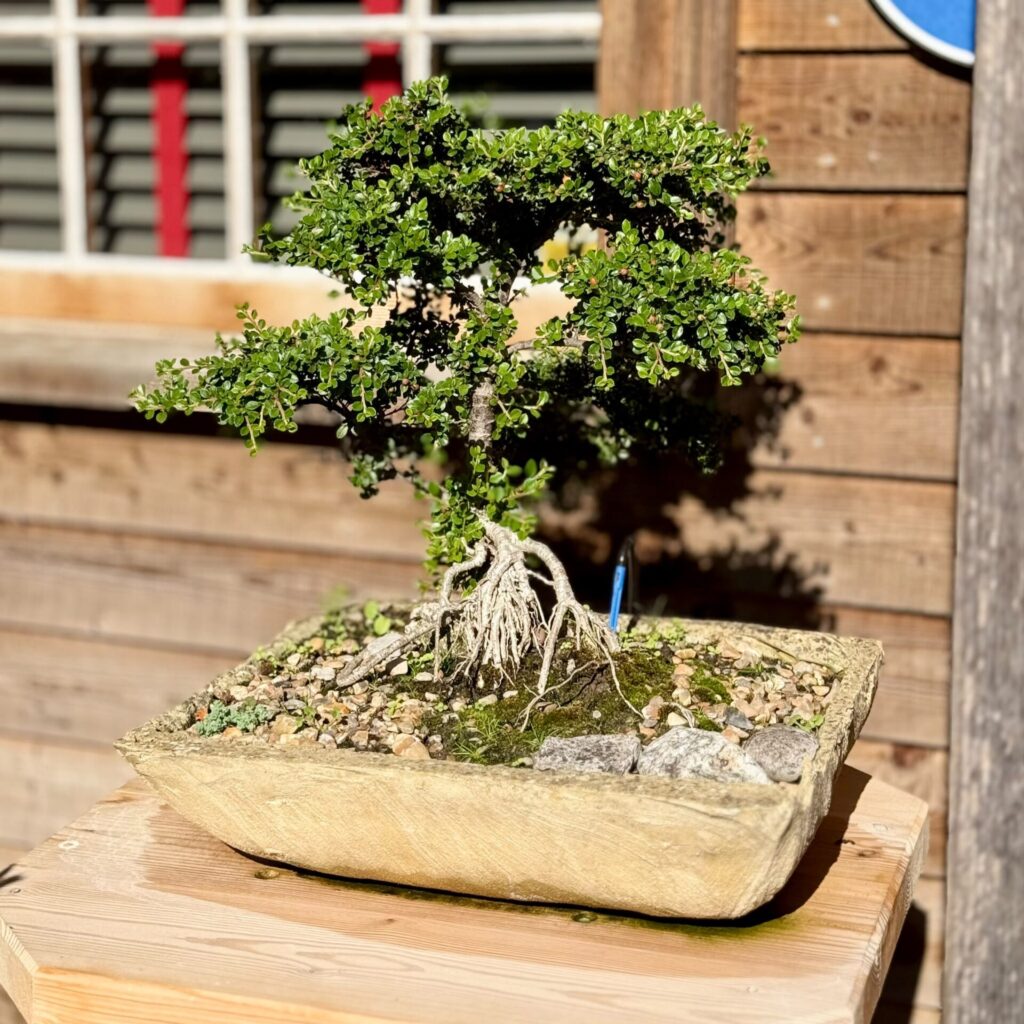 Cotoneaster Bonsai Collection - Image 4