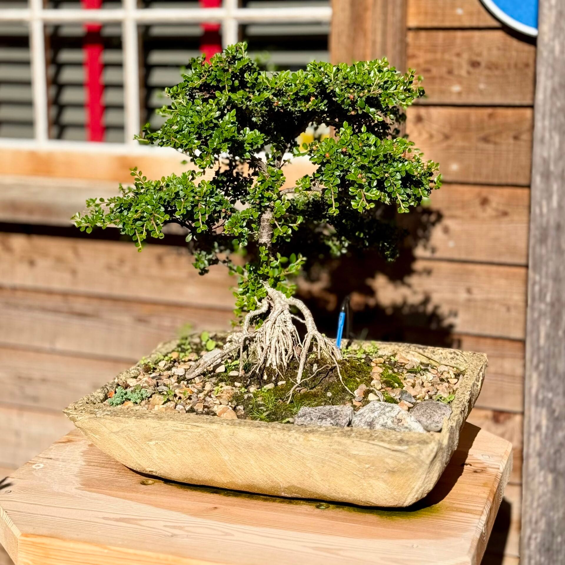 Cotoneaster Bonsai Collection - Image 4