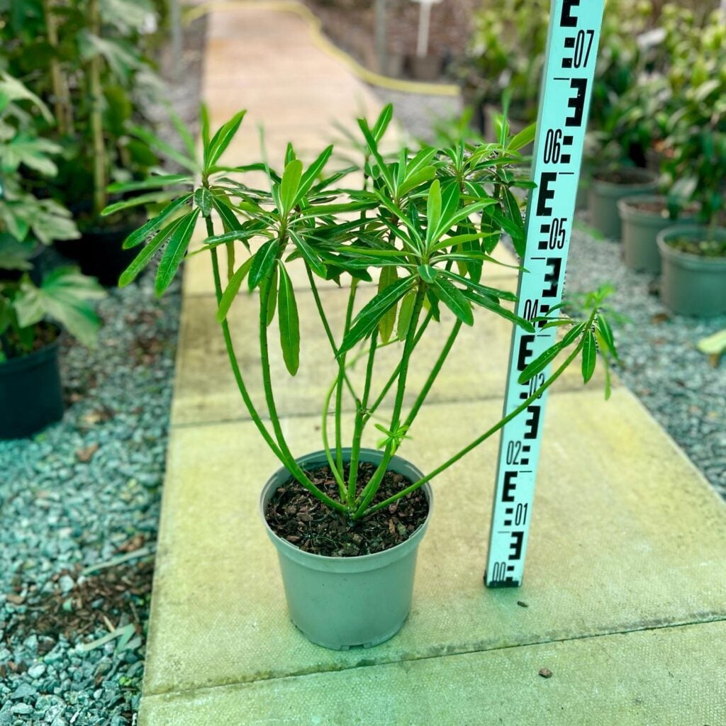 Euphorbia mellifera. - Image 2