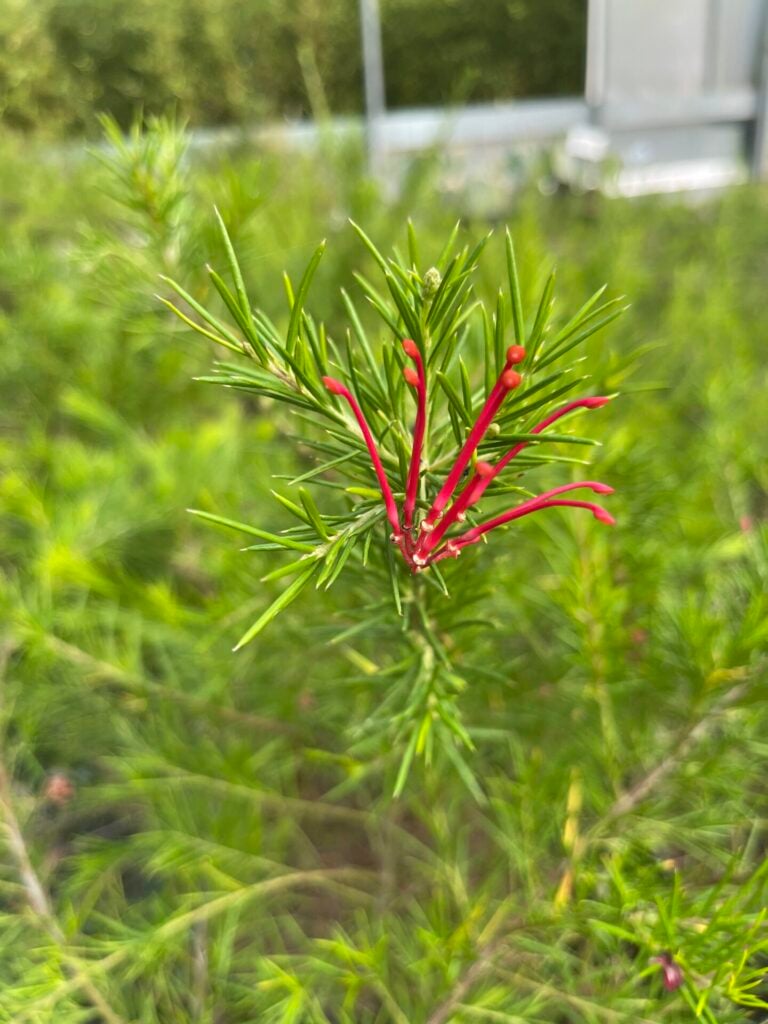 Grevillea rosmarinifolia. - Image 2