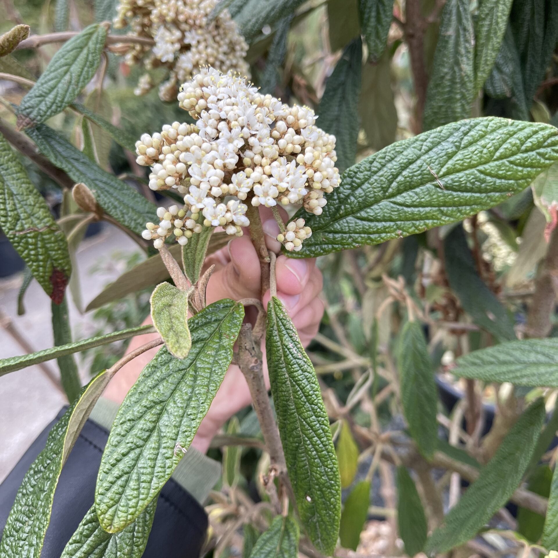 Viburnum rhytidophyllum - Multi Stems - Image 3